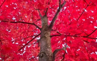 Best Maple Trees Fall Color