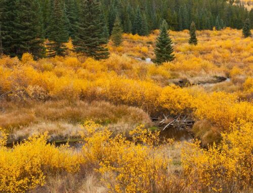 What habitats are in Colorado?
