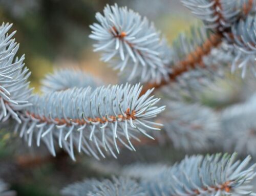 Best Plants For Winter Landscape in Colorado