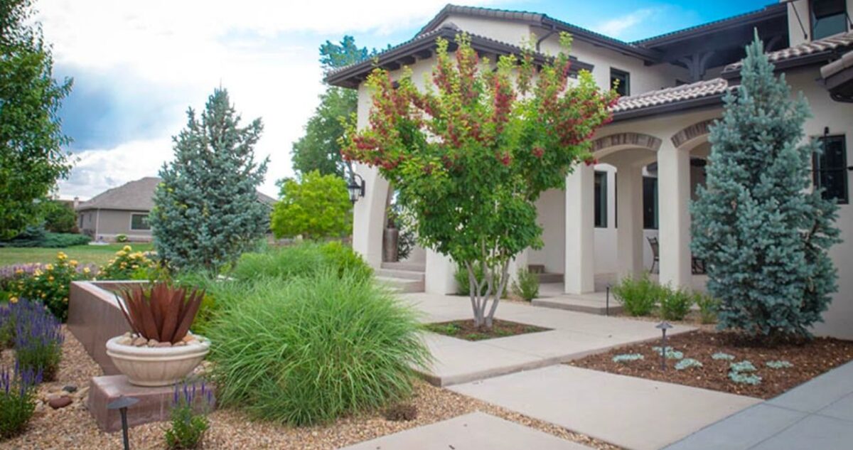 Accent vs. Specimen Plants What's the Difference? Solmauna