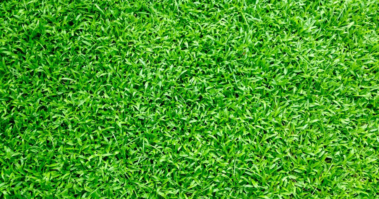 What is a Good Alternative to Grass Lawn?