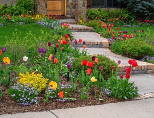 Creating Four-Season Interest: Colorado Landscape Design for Year-Round Beauty