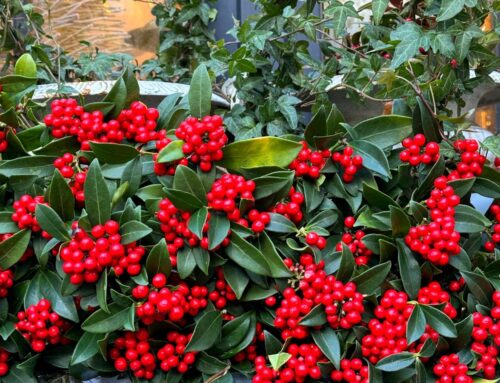 Best Plants for Colorado Winter Interest: Adding Color to Your Snowy Landscape