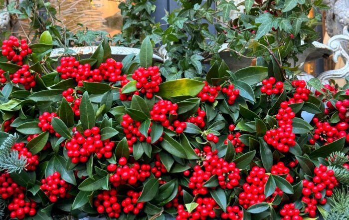 Best Plants for Colorado Winter Interest: Adding Color to Your Snowy Landscape