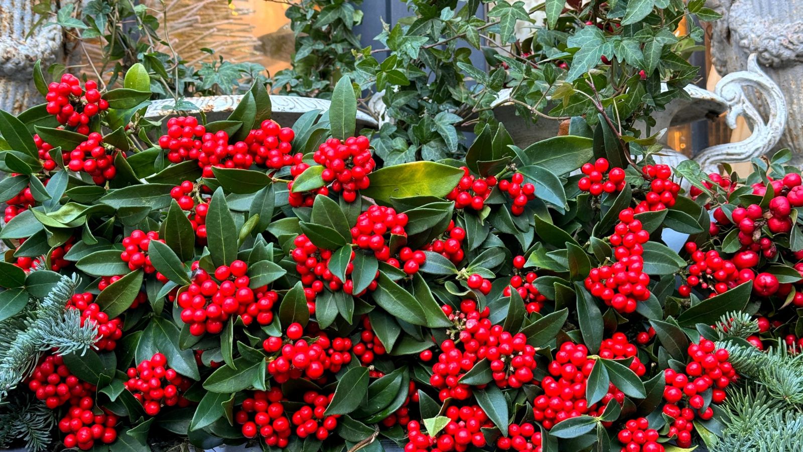 Best Plants for Colorado Winter Interest: Adding Color to Your Snowy Landscape