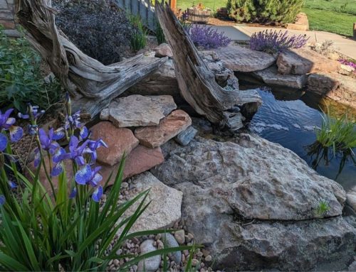 Common Colorado Landscaping Mistakes (and How a Designer Helps You Avoid Them)