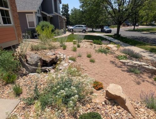 What Is Xeriscaping? A Modern Approach to Beautiful, Water-Wise Landscaping